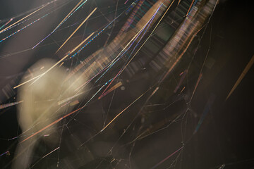 Autumn Moment, Sunny September morning, spider web in der sun, close-up