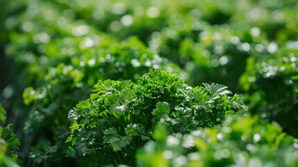 Close-up of Lush Green Parsley Plants in a Garden