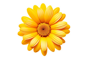 Yellow and orange daisy flower head isolated on pure white and transparent background