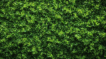 Artificial Green grass texture seamless background, top view