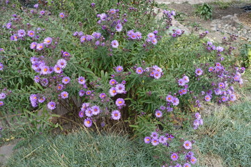 Bush of purple New England asters in full bloom in October