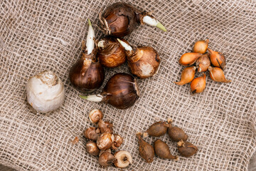 Preparing for planting in autumn on burlap flower bulbs of daffodils, tulips, hazel grouse.