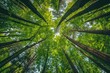 © AlgoVijo - Low Angle View of Tall Trees with Sunlight Through Vibrant Leaves.