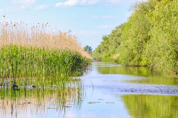 Peaceful landscape of Danube delta canals