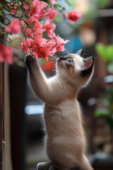 Poster - A playful Siamese kitten standing on its hind legs, reaching for a hanging bunch of pink bougainvillea flowers,