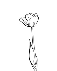 Wall Mural - Tulip flower bud on stem with one leafe, Realistic sketch with black lines on white background, Vector hand drawn illustration