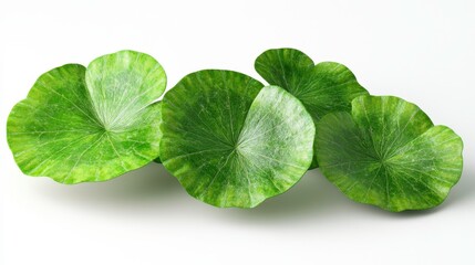 Gotu kola clipart, element, 3D illustration, realistic, isolated on white background