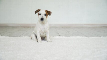 Wall Mural - Puppy Dog sitting on white background indoor