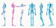 © Murda - Transparent human skeletal system illustrations.
