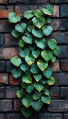 Wall Mural - Green ivy leaves climbing a textured brick wall.