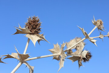 Dried  Eryngium maritimum (see holly)