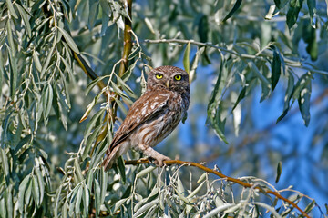 An adult little owl (Athene noctua) shot in close-up sits on the branches of Elefon angustifolia and watches the photographer