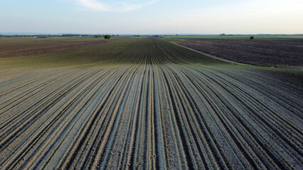 Wall Mural - plowed field in spring in Vojvodina, drone photography