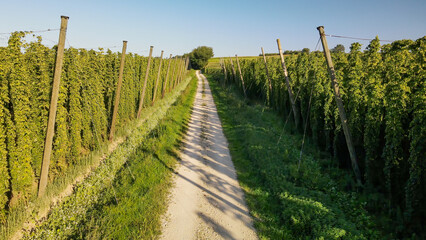 Fly over beautiful Bavarian Hops fields which represent a green ocean of nature and a main ingredient for worldwide beer production 