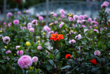 A stunning garden scene with a bright red dahlia standing out in contrast to with soft pink dahlias