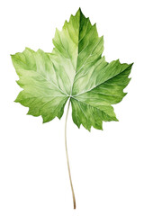 Canvas Print - PNG Leaf plant tree white background.