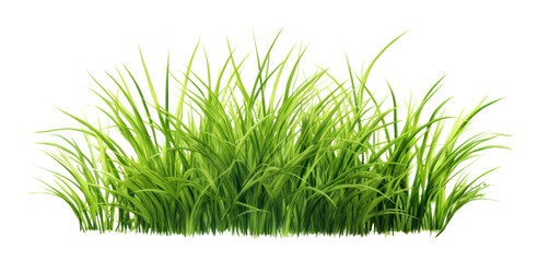 PNG Grass plant green lawn.