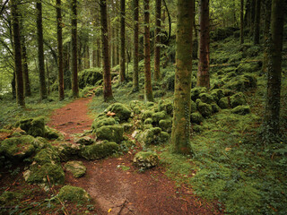 path in the woods