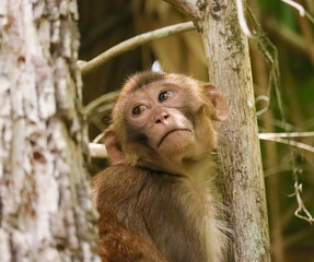 Non Native Rhesus Macaque Human Eyes Silver Springs Sate Park Florida Ocala