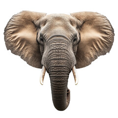 Wall Mural - big elephant looking isolated on white