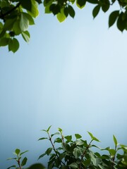 Canvas Print - Green leaves frame a clear blue sky.