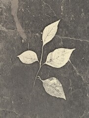 Wall Mural - Leaves on a Stone.