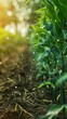 © Shutter2U - Close-up of green corn plants in sunlight, combined with digital elements representing modern agriculture technology.