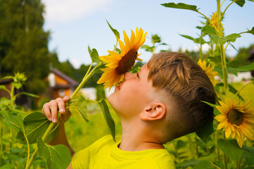 Carefree child with curly hair smiling and looking at sunflower while touching blooming flower on sunflower field in countryside