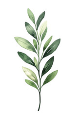 Olive leaf in watercolor illustration on transparent background