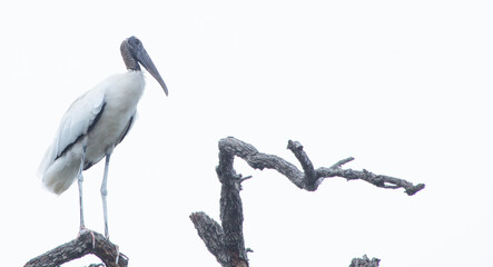 Wood Stork in a tree