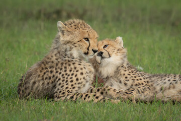 Poster - Close-up of two cheetah cubs lying nuzzling