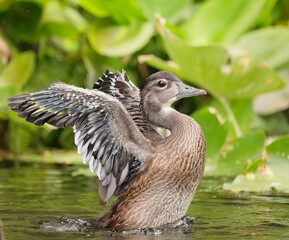 Wall Mural - Juvenile Young Wood Duck Testing Wings Silver Springs