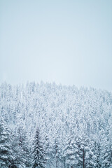 Frozen Forest with Trees Covered with Snow