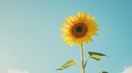 Sticker - Minimalist shot of a single sunflower against a clear blue sky, with bright yellow petals standing out against the simple backdrop, capturing the essence of summer, 4K hyperrealistic photo.