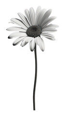 Sticker - PNG Daisy flower petal plant white.