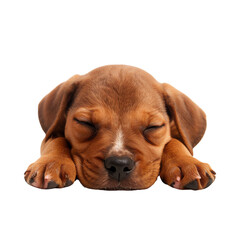 Adorable brown puppy peacefully sleeping on its paws, captured on a white background. Perfect for pet-related content or calming visuals., transparent background