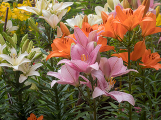 bright lilies in the garden