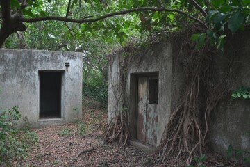 An abandoned house's entrance is lined with a tree