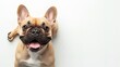 © Jaroslav - a happy french bulldog laying white floor isolated on a white background, shot from above, white space for type --ar 16:9 Job ID: cec3bfc8-e8ab-4f35-b143-6246dfbdea77