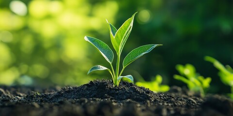 A small green plant with fresh leaves emerging from rich, dark soil, symbolizing growth and new beginnings in nature.