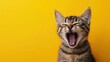 © W. Thienthongthai - Portrait cute cat expression screaming on bright yellow background