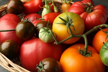 Wall Mural - Different ripe and unripe tomatoes in wicker basket on table, closeup