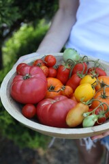 Wall Mural - Woman holding bowl of different fresh tomatoes outdoors, closeup