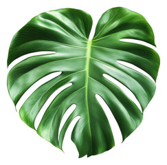 Wall Mural - PNG Large green monstera leaf on a white background