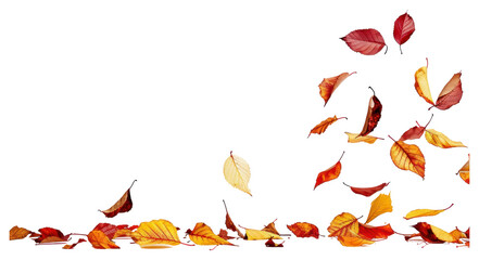 Wall Mural - png autumn leaves falling white background