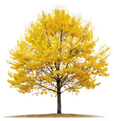 Wall Mural - png vibrant autumn tree with foliage