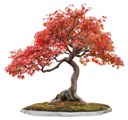 Wall Mural - vibrant bonsai tree autumn foliage