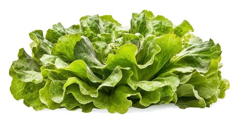 Isolated green lettuce on a white background
