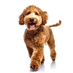 Studio Portrait of Smiling Goldendoodle with curly fur walking forward isolated on white background