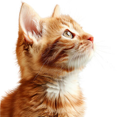 Adorable ginger kitten gazing upward with curiosity, isolated on white background, highlighting its detailed fur and innocent expression., transparent background